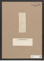 Pleurosigma sp. (de-Toni-Nr.: Genus 13) Zeichnungen Sammlung Grunow Nr. 2180 (NHMW-BOT-W0369247)